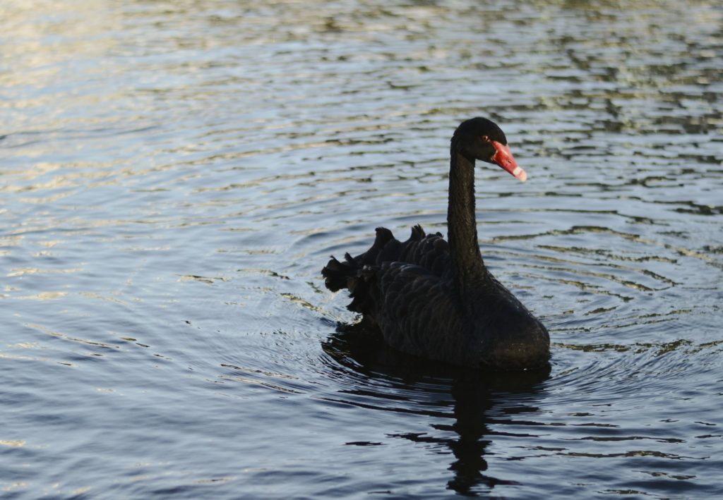 The sorceror (black swan approaches